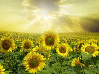 sunflowers